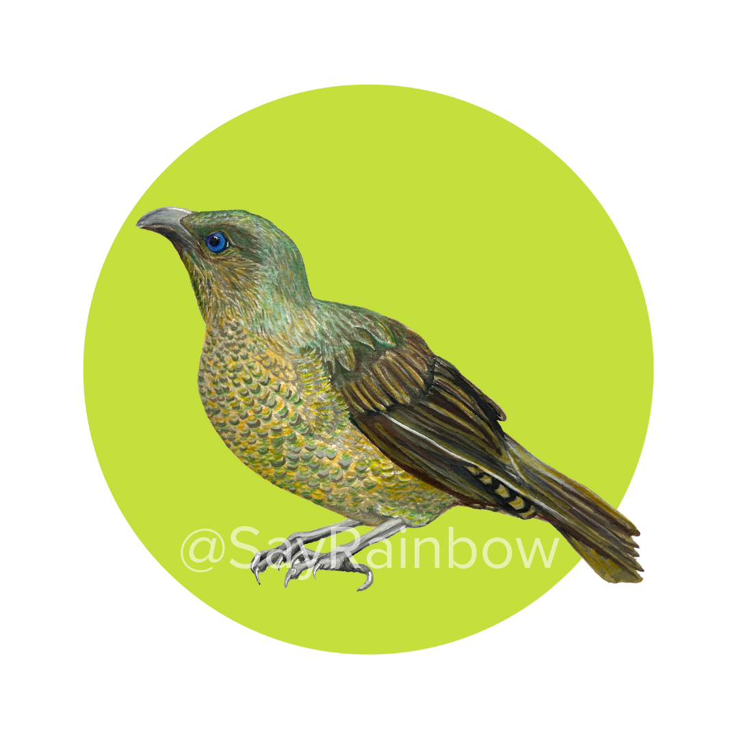 Say Rainbow Card - Female Satin Bowerbird