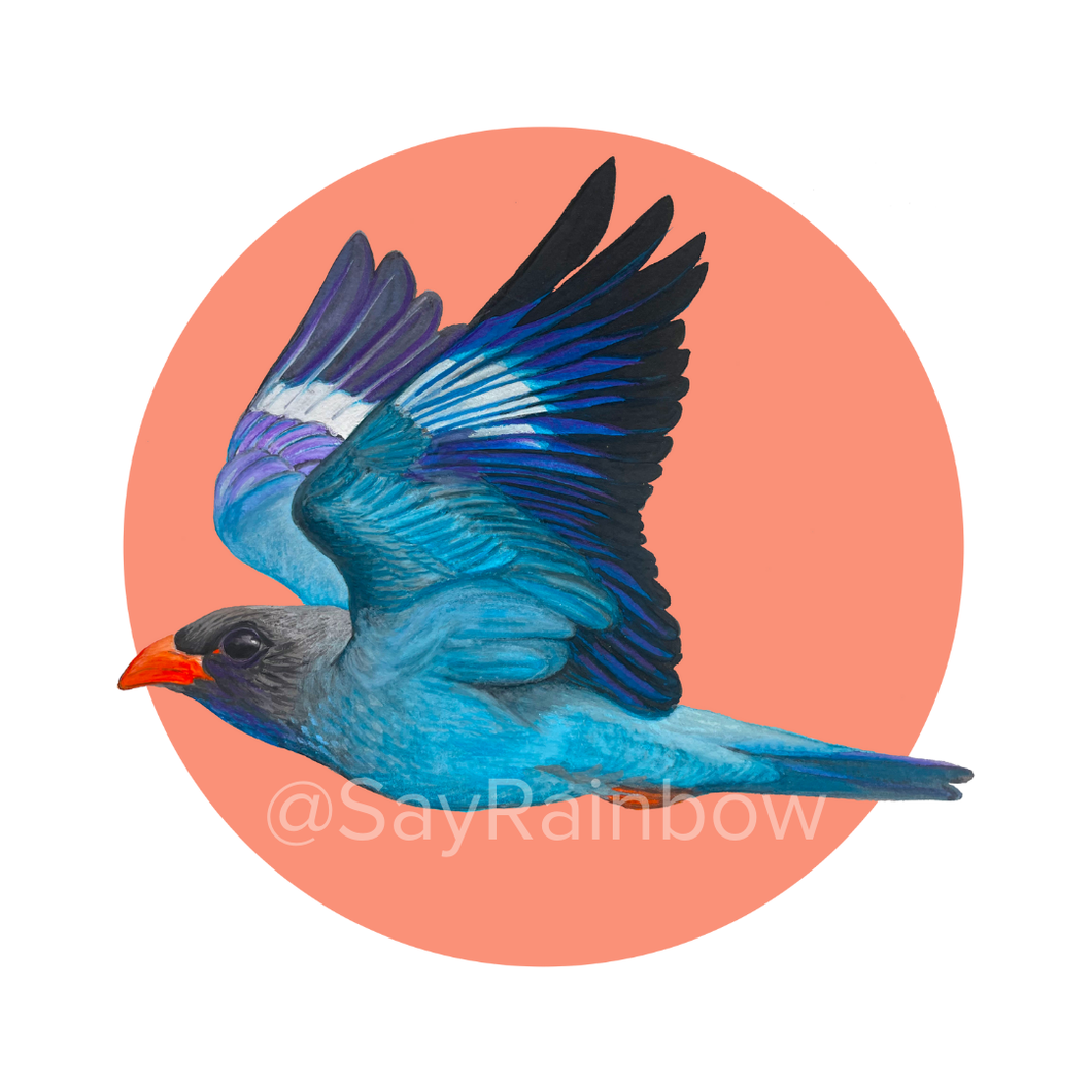 Say Rainbow Card - Oriental Dollarbird