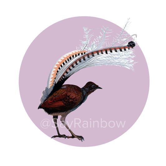 Say Rainbow Card - Superb Lyrebird