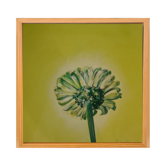 Gerbera