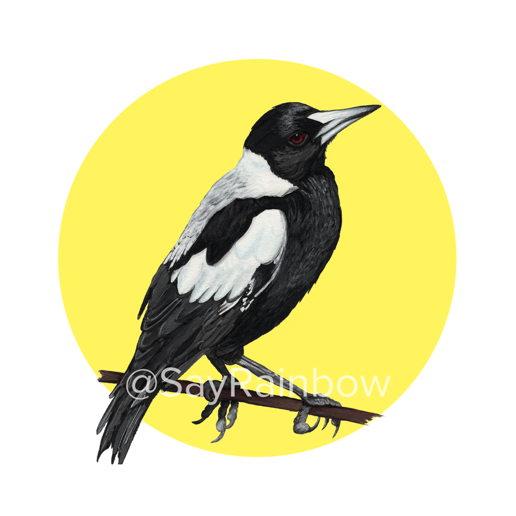 Say Rainbow Card - Australian Magpie