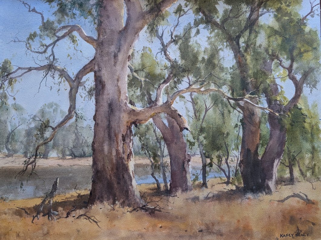 Billabong Gums Forbes