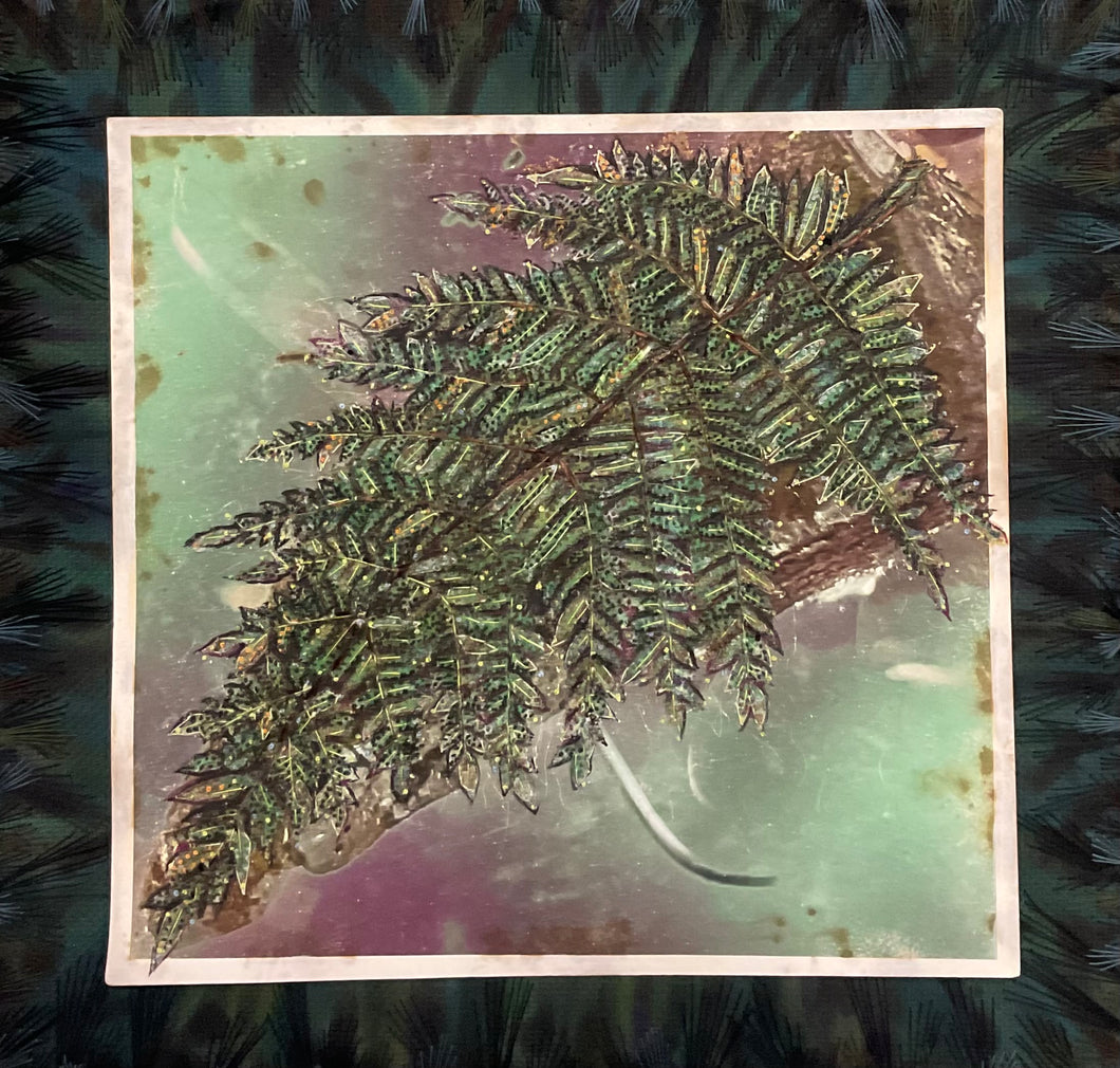Bracken