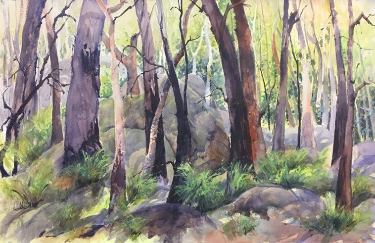 Bushland Shadows