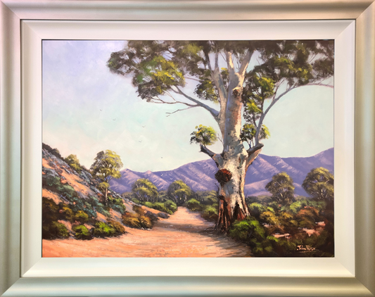 White Gum at Moralana