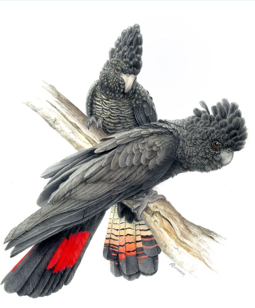 Red-tailed Black Cockatoo