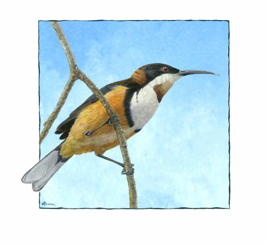 Eastern Spinebill