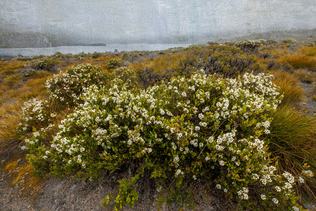 Cradle Mountain Walk