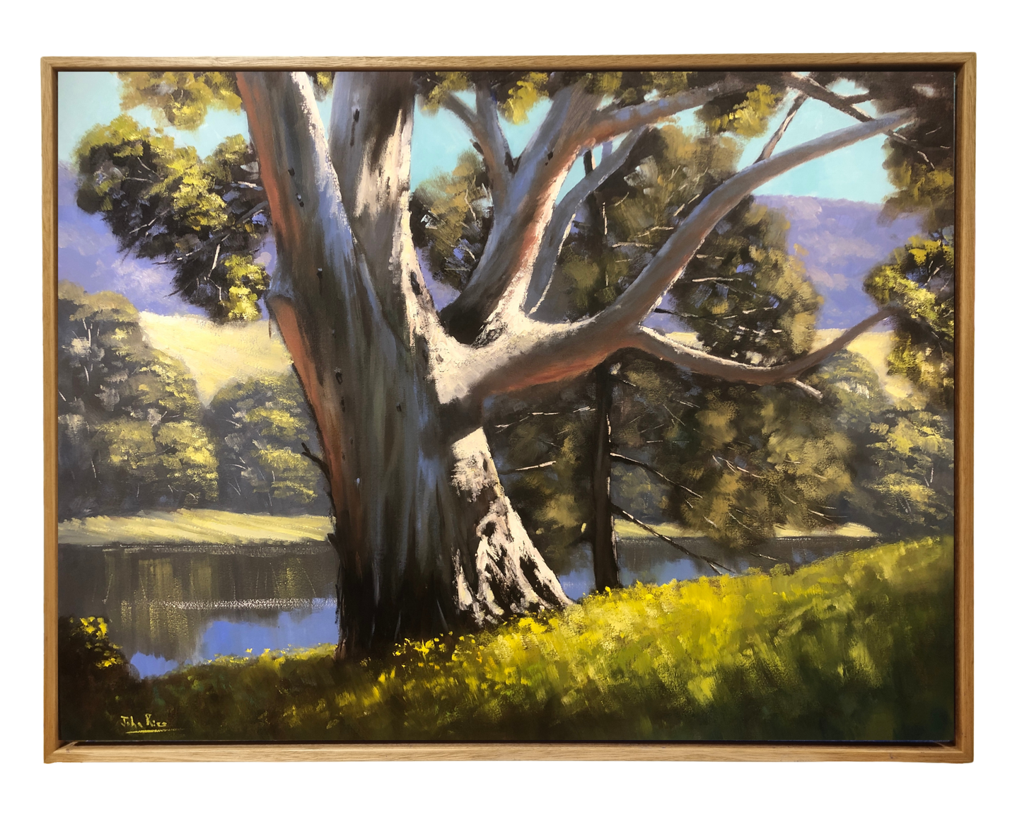 Giant on the Cudgegong