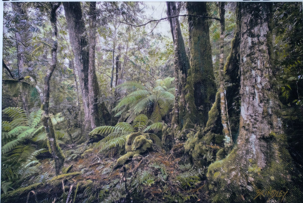 Gondwana - Barrington Tops National Park - Antarctic Beech Walk #1
