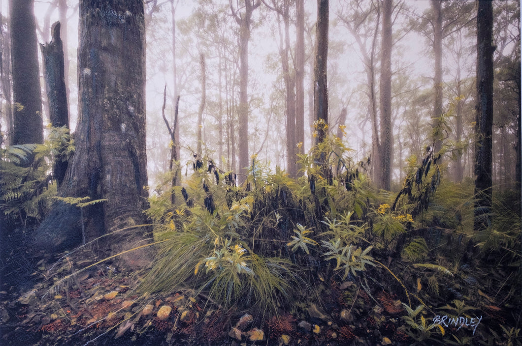 Gondwana - Barrington Tops National Park #1