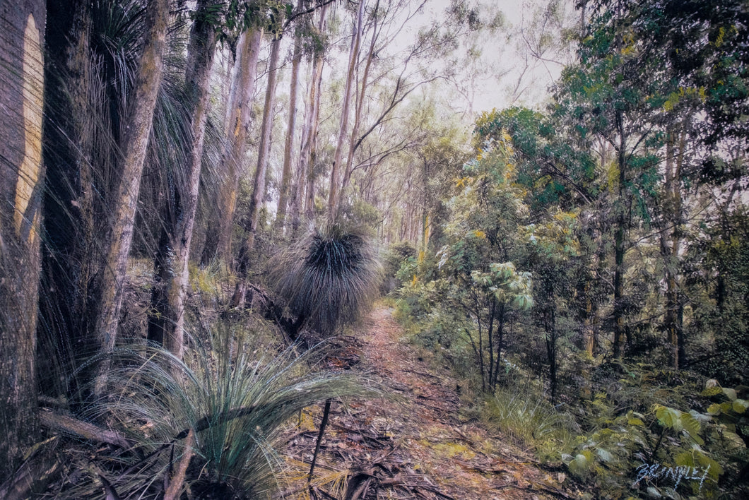 Gondwana - Barrington Tops National Park #3