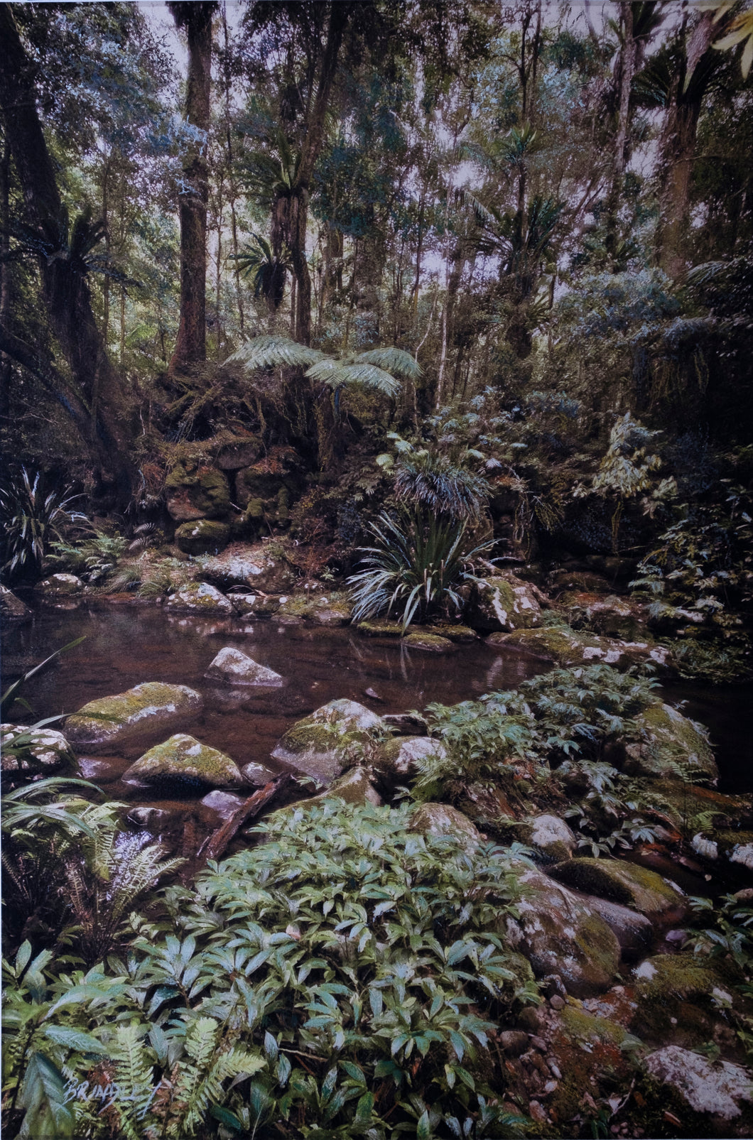 Gondwana - Border Ranges National Park - Brindle Creek #2