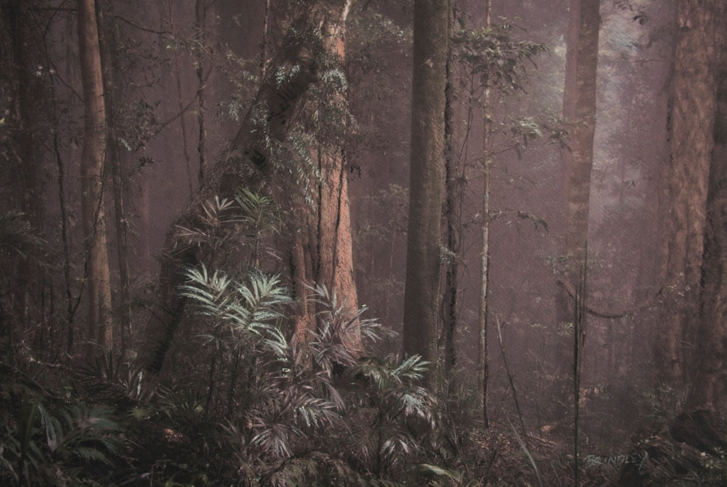 Gondwana - Dorrigo NP - Lyrebird Track #1