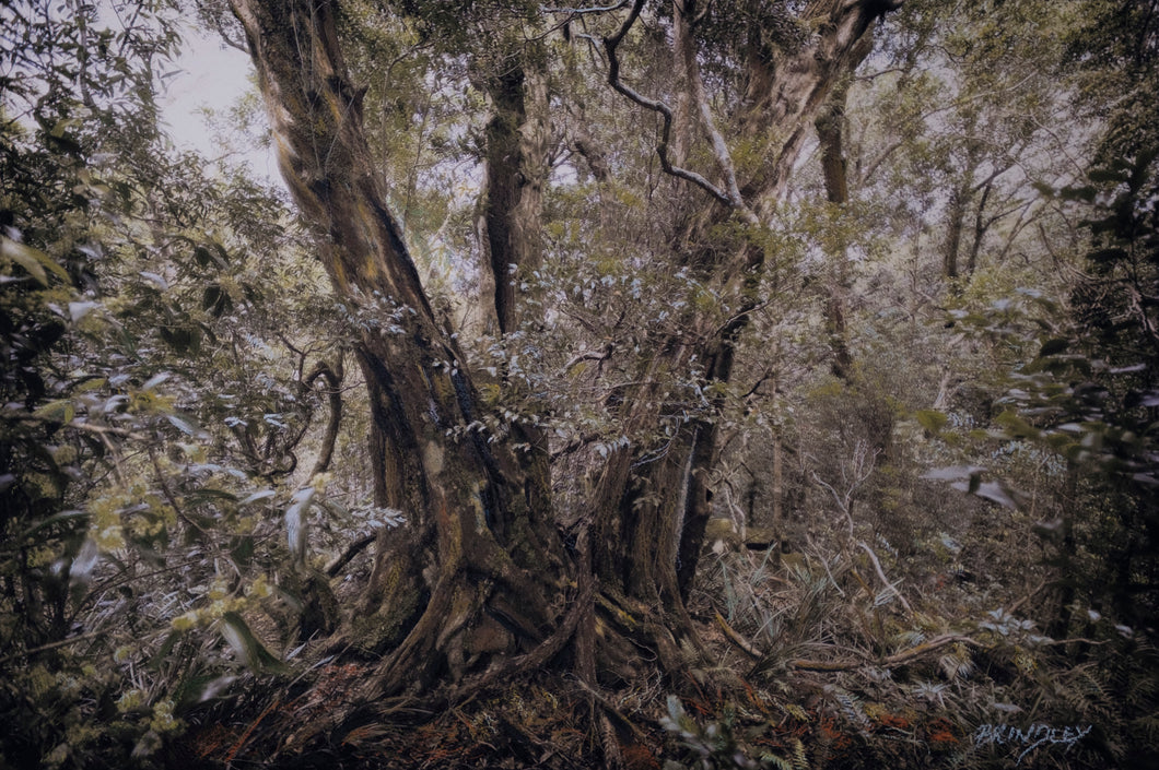 Gondwana - Lamington National Park - Binna Burra #2