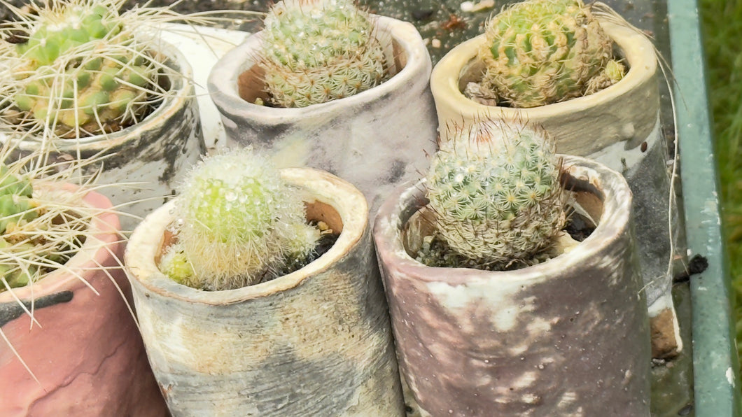 Cactus in handmade pots