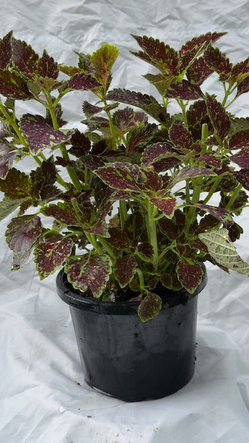 Coleus Houseplant - 18cm pots