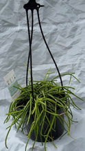 Load image into Gallery viewer, Hanging basket - various plants
