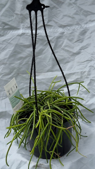Hanging basket - various plants
