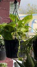 Load image into Gallery viewer, Hanging basket - various plants
