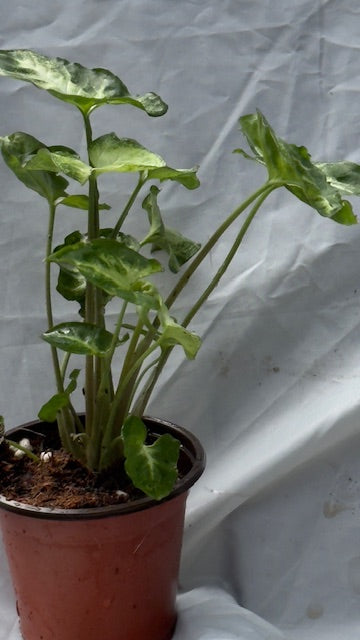 Syngonium - 8cm pots