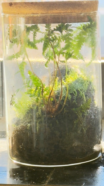 Bush scene terrarium with light