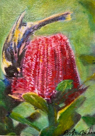 Hand-painted card - Red Banksia & Bird