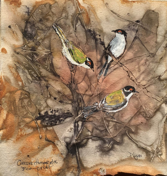 Crescent Honeyeaters