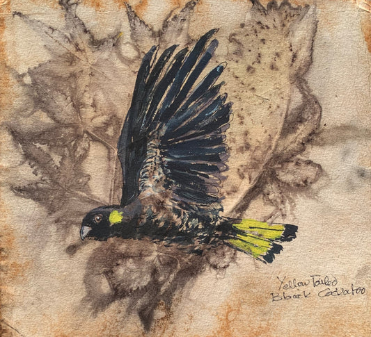 Yellow Tailed Black Cockatoo