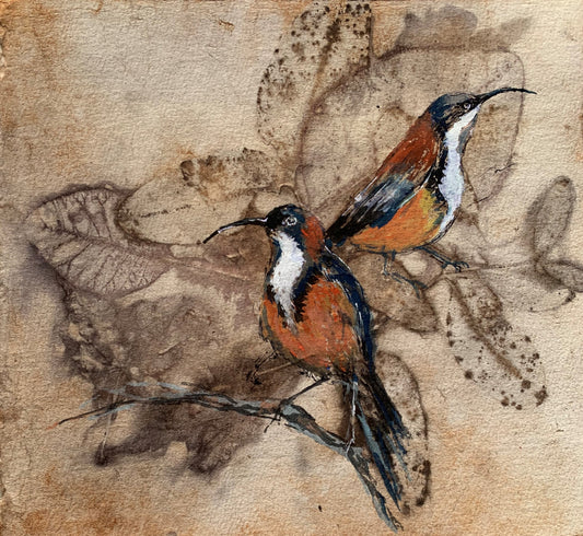 Eastern Spinebills