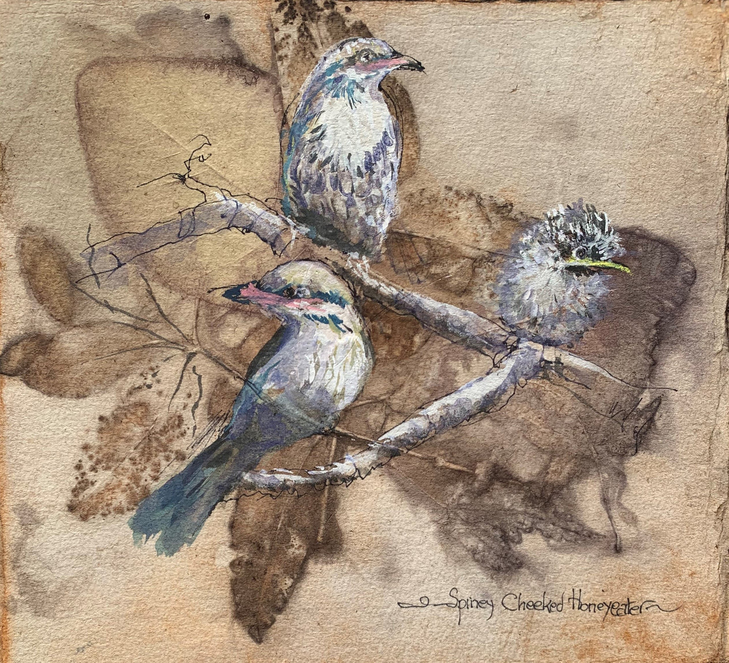 Spiny Cheeked Honey Eaters