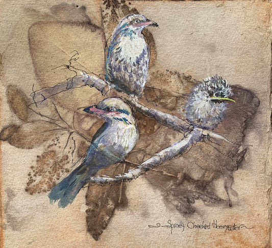 Spiny Cheeked Honey Eaters