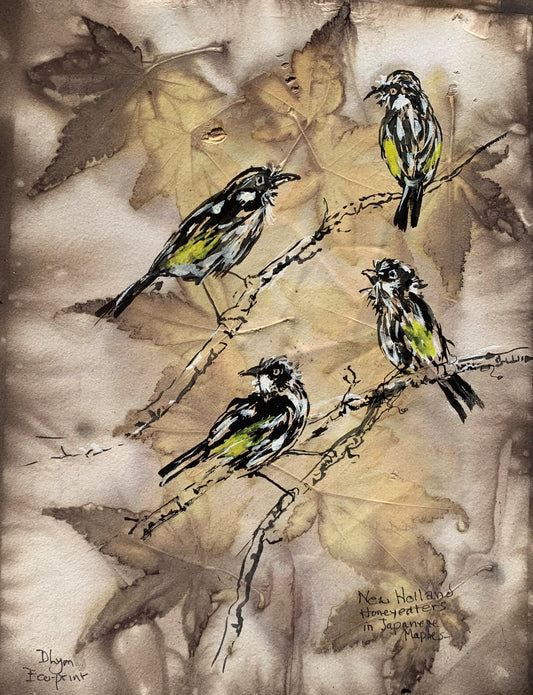 New Holland Honeyeaters