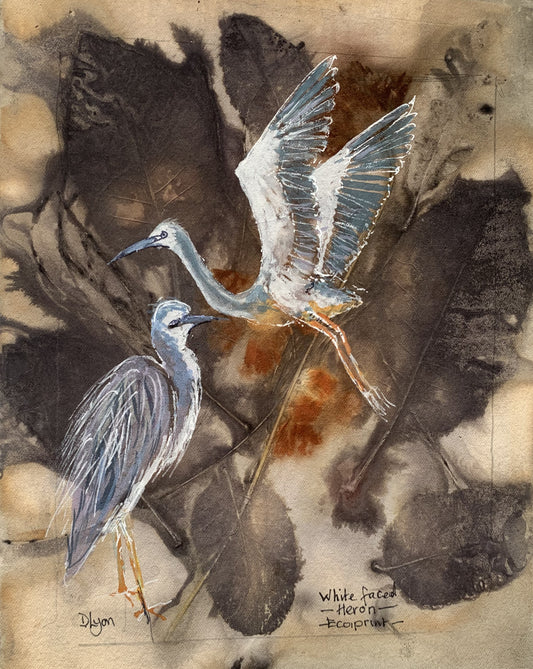 White Faced Heron