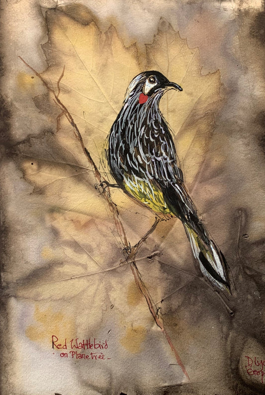 Red Wattle Bird on Plane Tree
