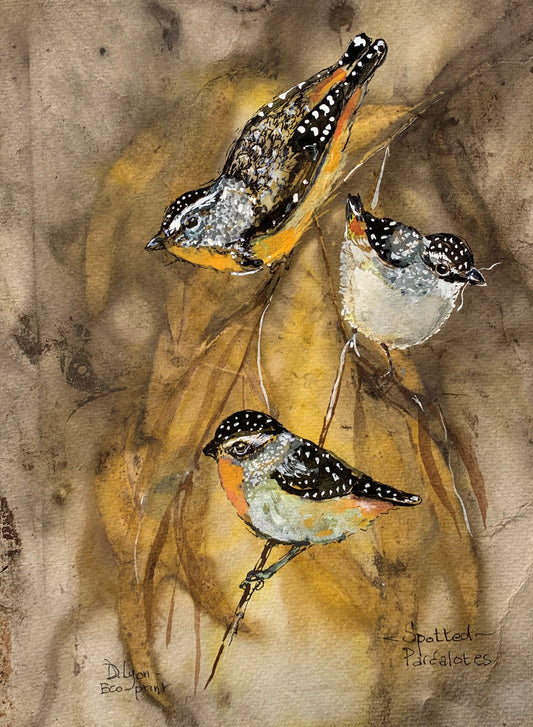 Spotted Pardalotes