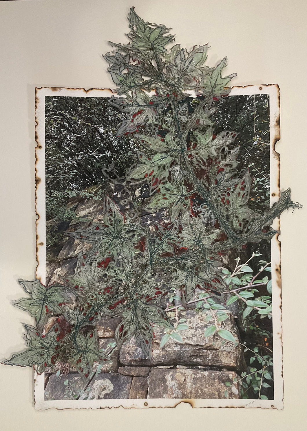 Ivy On The Wall
