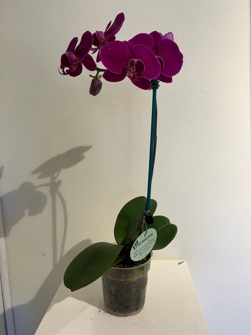 Large Dark Magenta Orchid