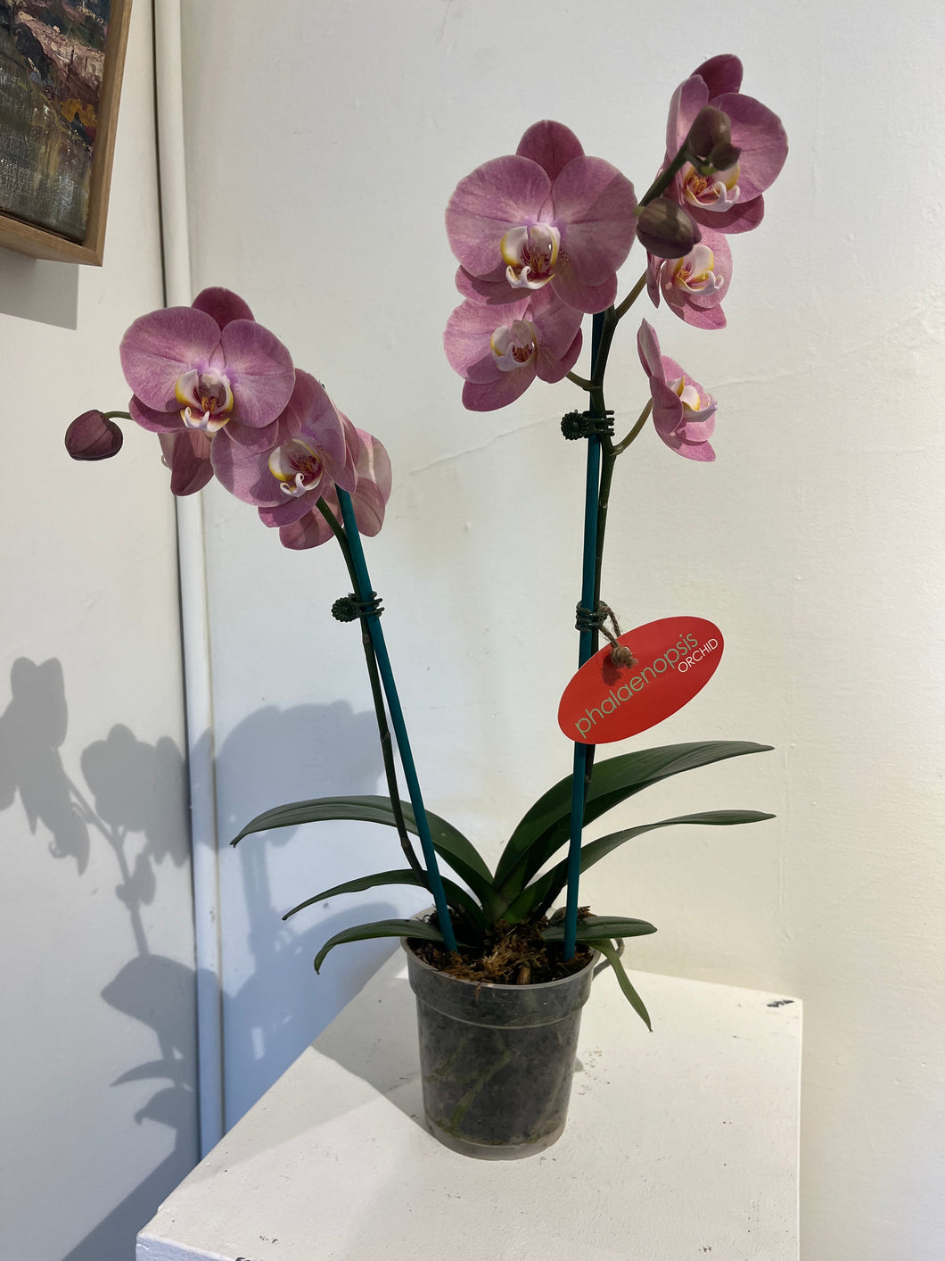 Large Pink Orchid