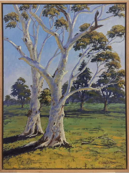 Looking out to my backyard