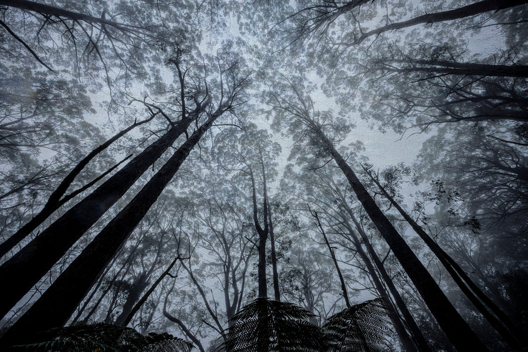 Gondwana Canopy