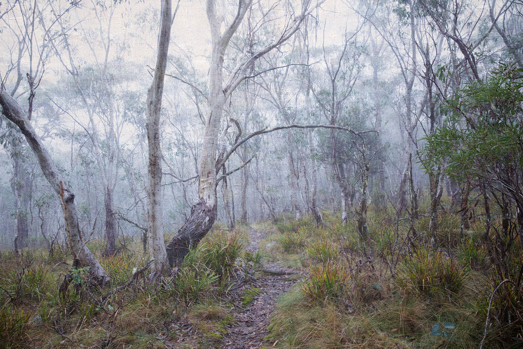 River Track, Barrington Tops
