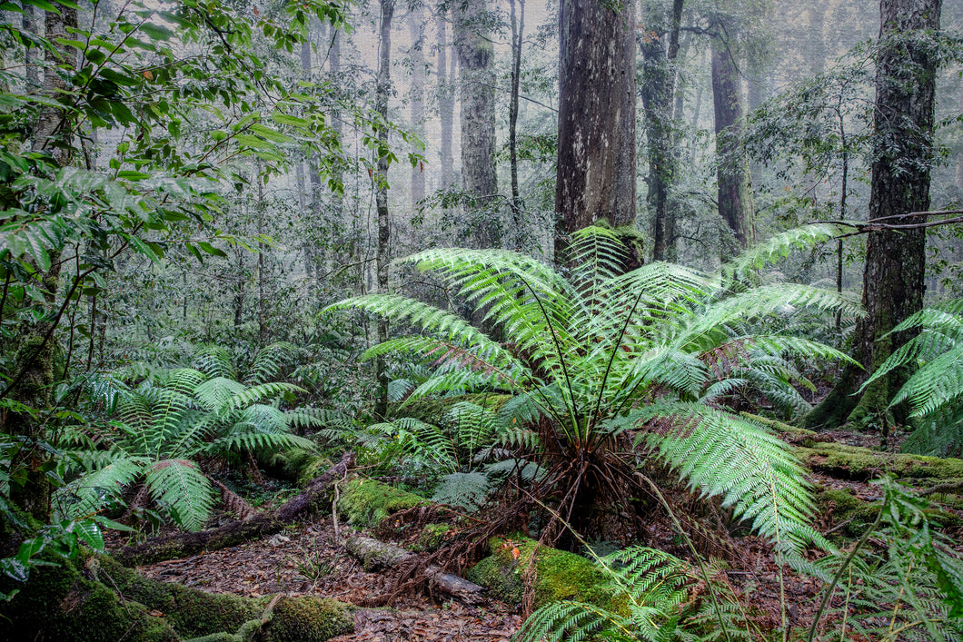Antarctic Beech