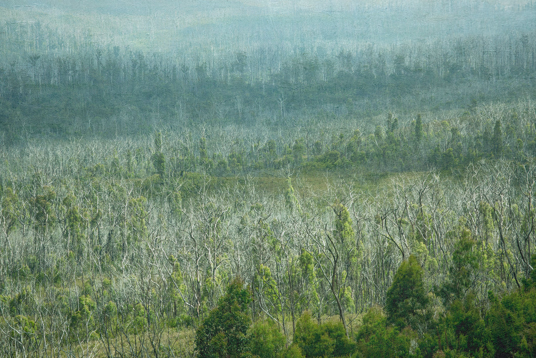 Tarkine