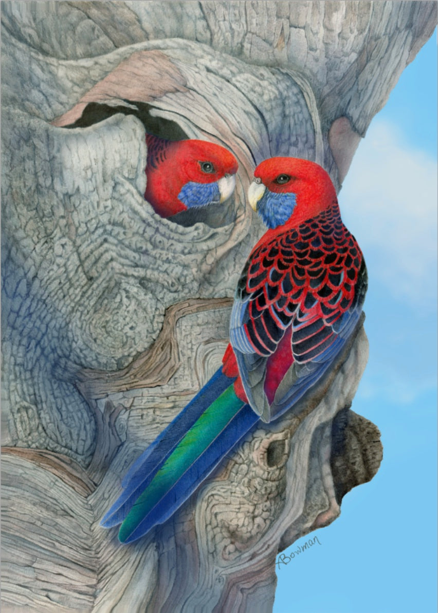 The Crimson Rosella