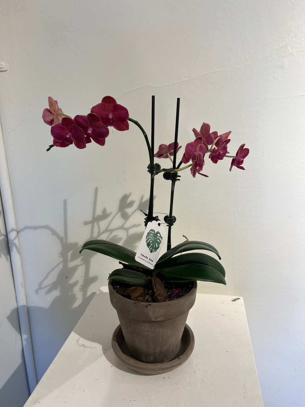 Mini Pink Orchid (in Terracotta Pot)