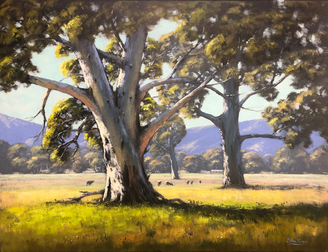 Paddys River Country