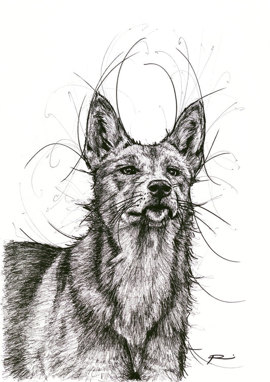 Dingo There Girlfriend (Unframed)