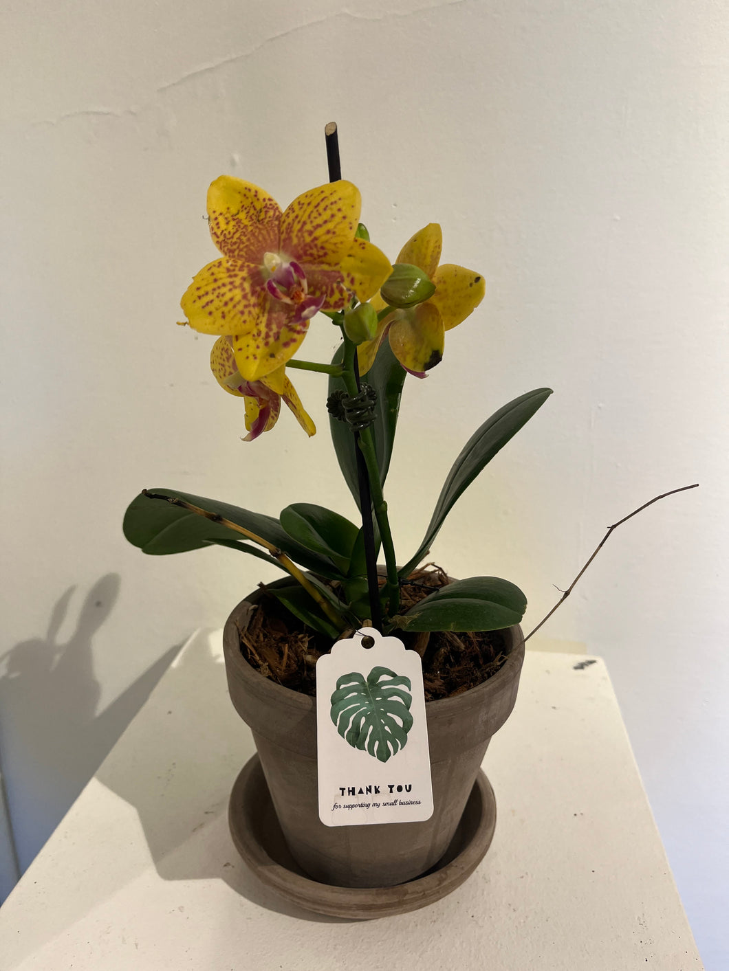 Small Yellow Orchid (in Terracotta Pot)