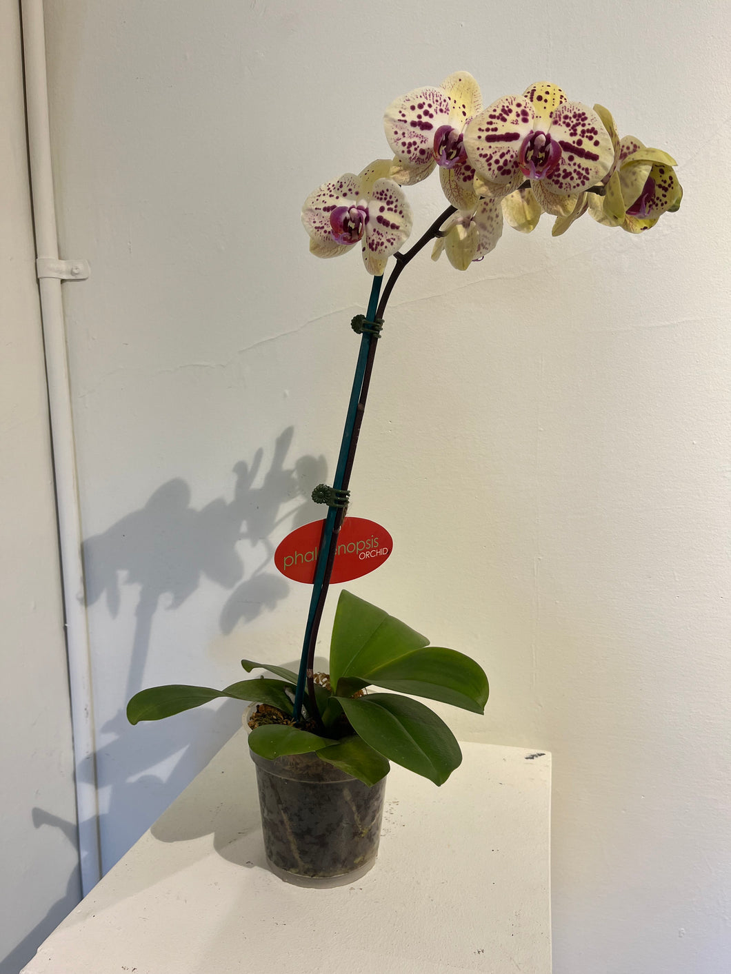 Speckled Pink and Yellow Orchid